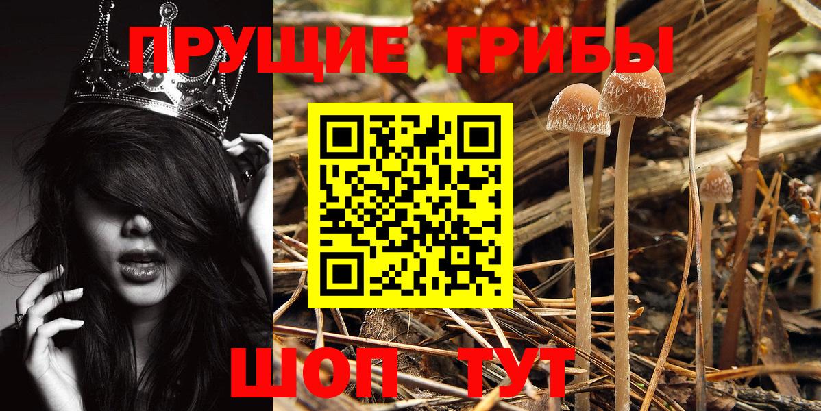 Псилоцибиновые грибы Psilocybine cubensis Иваново